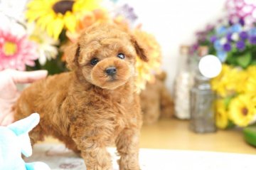 トイプードル(タイニー)【埼玉県・男の子・2019年6月23日・レッド】の写真「6ヶ月の生命保証付き　分割払可　PRA発症しません」