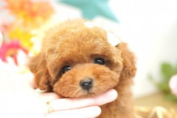 トイプードル(ティーカップ)【埼玉県・女の子・2018年12月30日・レッド】の写真「6ヶ月の生命保証付き　激かわ　PRA発症しません」