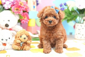 トイプードル(ティーカップ)【埼玉県・男の子・2017年11月19日・レッド】の写真「6ヶ月の生命保証付き　分割払可　激カワ！」