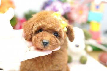 トイプードル(タイニー)【埼玉県・女の子・2019年2月14日・レッド】の写真「6ヶ月の生命保証付き　分割払可　PRA発症しません」