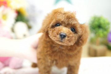 トイプードル(タイニー)【埼玉県・男の子・2018年11月22日・レッド】の写真「6ヶ月の生命保証付き　分割払可　PRA発症しません」