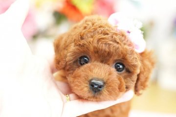 トイプードル(タイニー)【埼玉県・女の子・2019年10月21日・レッド】の写真「PRA・VWDを発症しません　激カワ！　分割払可」