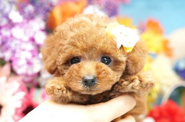 トイプードル(ティーカップ)【埼玉県・女の子・2018年3月7日・レッド】の写真「6ヶ月の生命保証付き　分割払可　極小激カワ！」