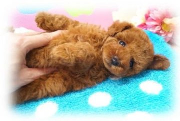 トイプードル(タイニー)【埼玉県・男の子・2015年4月12日・レッド 6ヶ月の生命保証付】の写真「かわいいお顔の男の子！　欠点無し！　PRAノーマル」