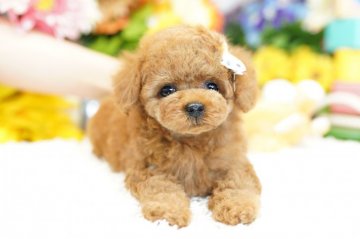 トイプードル(ティーカップ)【埼玉県・女の子・2019年5月27日・レッド】の写真「6ヶ月の生命保証付き　分割払可　激かわティーカップ」