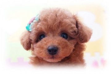 トイプードル(タイニー)【埼玉県・男の子・2014年4月24日・レッド 6ヵ月の生命保証付】の写真「欠点無し！！　PRA、発症しません」