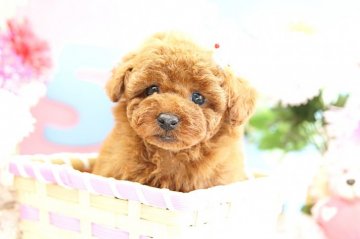 トイプードル(タイニー)【埼玉県・男の子・2017年12月16日・レッド】の写真「6ヶ月の生命保証付き　分割払可　超ドワーフ」