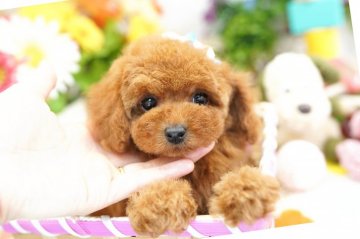 トイプードル(ティーカップ)【埼玉県・男の子・2019年1月26日・レッド】の写真「6ヶ月の生命保証付き　激かわティーカップ」