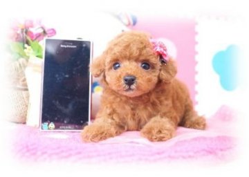トイプードル(タイニー)【埼玉県・女の子・2014年1月29日・アプリコット 6ヵ月の生命保証付】の写真「欠点」
