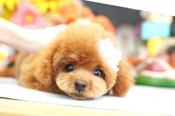 トイプードル(ティーカップ)【埼玉県・女の子・2019年4月30日・レッド】の写真「6ヶ月の生命保証付き　激かわドワーフ」
