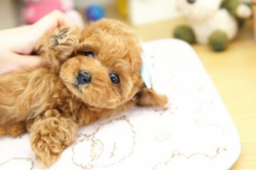 トイプードル(タイニー)【埼玉県・男の子・2018年12月5日・レッド】の写真「6ヶ月の生命保証付き　分割払可　PRA発症しません」