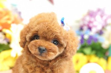 トイプードル(トイ)【埼玉県・男の子・2019年7月2日・レッド】の写真「6ヶ月の生命保証付き　ティーカップ～小さめタイニー」