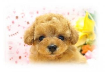 トイプードル(トイ)【埼玉県・女の子・2014年12月20日・アプリコット 6ヶ月の生命保証付】の写真「欠点無し！ 一生涯、PRAは発症しません」
