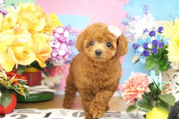 トイプードル(タイニー)【埼玉県・女の子・2017年8月3日・レッド】の写真「分割払い可　PRA発症しません　欠点なし」
