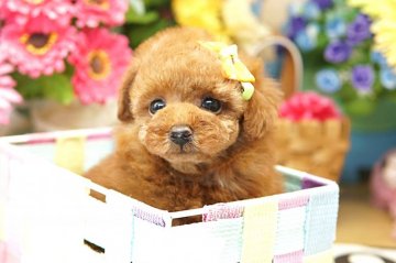 トイプードル(ティーカップ)【埼玉県・女の子・2018年3月19日・レッド】の写真「6ヶ月の生命保証付き　分割払可　極小激カワ！」