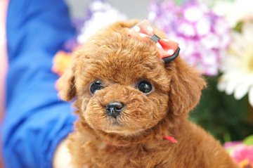 トイプードル(タイニー)【埼玉県・女の子・2017年11月27日・レッド】の写真「6ヶ月の生命保証付き　分割払可　PRA発症しません」