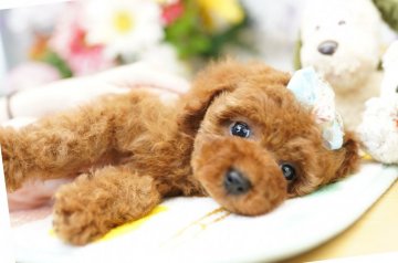 トイプードル(タイニー)【埼玉県・男の子・2018年12月28日・レッド】の写真「6ヶ月の生命保証付き　分割払可　PRA発症しません」