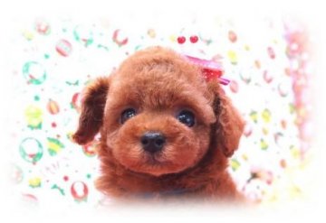 トイプードル(ティーカップ)【埼玉県・女の子・2014年10月10日・レッド 6ヶ月の生命保証付】の写真「超特大のお目目　激かわ！！　PRA発症しません！」