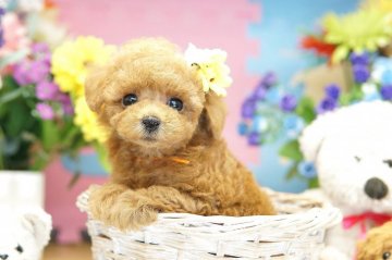 トイプードル(ティーカップ)【埼玉県・女の子・2017年10月4日・アプリコット】の写真「6ヶ月の生命保証付き　分割払いOK　激カワ！」