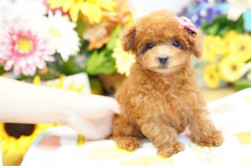 トイプードル(ティーカップ)【埼玉県・女の子・2019年5月10日・レッド】の写真「成犬時予想1kg前半　激かわティーカップ」