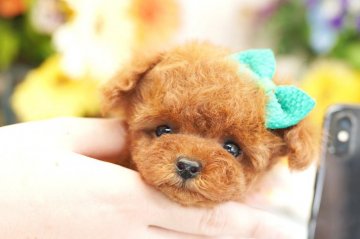 トイプードル(ティーカップ)【埼玉県・男の子・2019年6月28日・レッド】の写真「6ヶ月の生命保証付き　超激かわティーカップ」