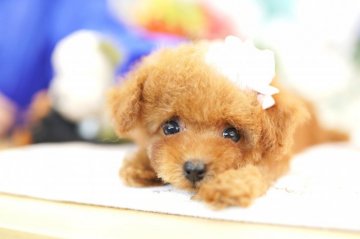 トイプードル(ティーカップ)【埼玉県・女の子・2019年9月25日・レッド】の写真「PRA・VWDを発症しません　極小激カワ！」