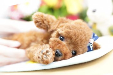 トイプードル(タイニー)【埼玉県・男の子・2019年2月2日・レッド】の写真「6ヶ月の生命保証付き　分割払可　PRA発症しません」