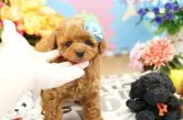 ティーカッププードル【埼玉県・男の子・2017年8月21日・レッド】の写真2