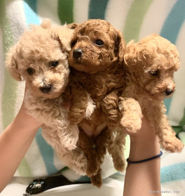 プードル🐾の子犬達♪💕🧸｜倉上　愛実(くらかみ　まなみ)ブリーダー(東京都・トイプードルなど・JKC登録)の紹介写真4