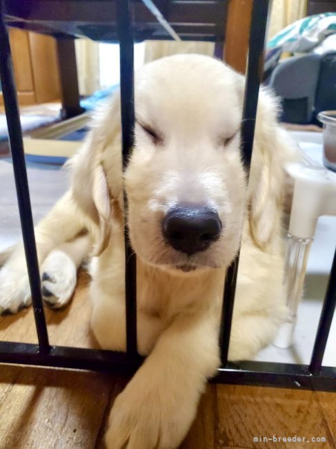 倉上愛実ブリーダーのブログ：ゴールデンの男の子🐾ご家族様からお写真頂きました♪😊