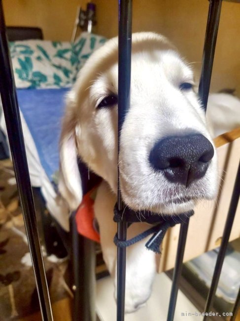 倉上愛実ブリーダーのブログ：5ヶ月の男の子🐾ご家族様からお便り頂きました♪😊🐾🍀💘