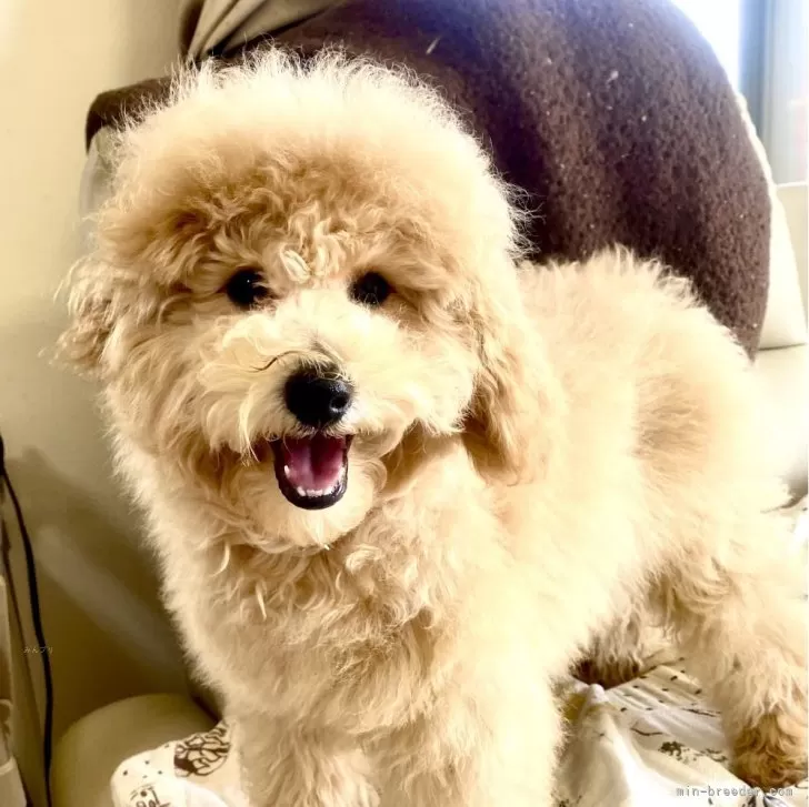 ID:2412-03396の子犬