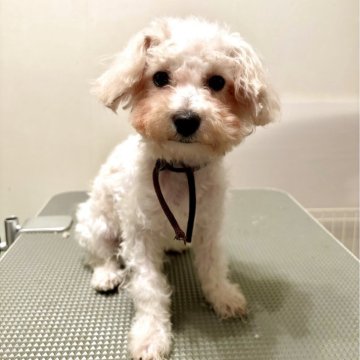 ビションプー(ビションフリーゼ×ミックス)【東京都・男の子・2025年7月3日・ホワイト系】の写真「可愛いビショプー🤎🧸🐾🍀の男の子🧸」