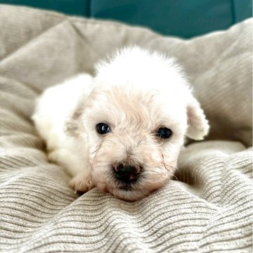 ビションフリーゼ【東京都・男の子・2025年9月2日・ホワイト】の写真「イケメンくん♪🐾」