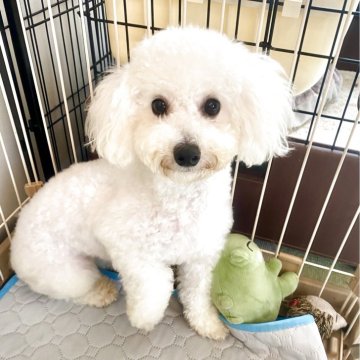 ビションプー(ビションフリーゼ×ミックス)【東京都・女の子・2024年11月12日・ホワイト】の写真「可愛いビショプー🩷🧸🐾🍀の女の子🎀」