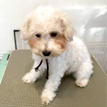 ビションプー(ビションフリーゼ×ミックス)【東京都・男の子・2025年7月3日・ホワイト系】の写真「可愛いビショプー🤎🧸🐾🍀の男の子🧸」