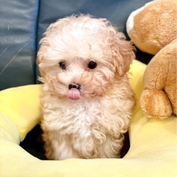 トイプードル(タイニー)【東京都・男の子・2025年8月24日・アプリコット】の写真「ティカップ〜小さめタイニーサイズの男の子」