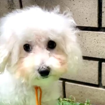 ビションプー(ビションフリーゼ×ミックス)【東京都・女の子・2025年7月3日・ホワイト系】の写真「可愛いビショプー🧡女の子🧸🎀」