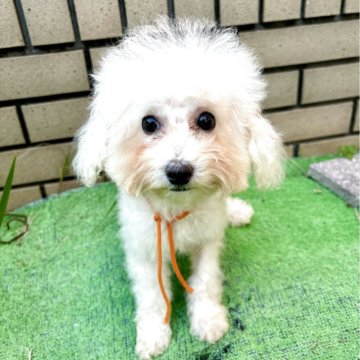 ビションプー(ビションフリーゼ×ミックス)【東京都・女の子・2025年7月3日・ホワイト系】の写真「可愛いビショプー🧡女の子🧸🎀」