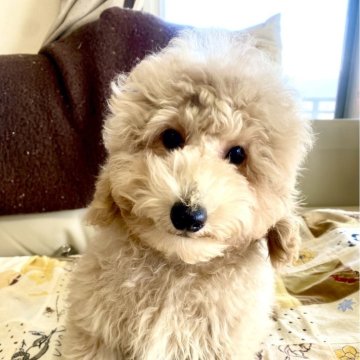 トイプードル(トイ)【東京都・男の子・2024年11月27日・クリーム】の写真「タイニーサイズの男の子🐾」
