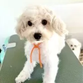 ミックス(ビションフリーゼ×ミックス)【東京都・女の子・2024年11月12日・ホワイト】の写真1