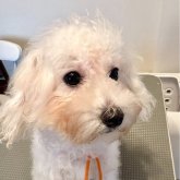 ビションプー(ビションフリーゼ×ミックス)