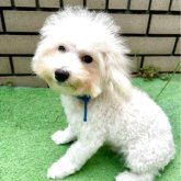 ビションプー(ビションフリーゼ×ミックス)