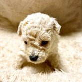 ビションプー(トイプードル×ビションフリーゼ)