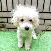 ビションプー(ビションフリーゼ×トイプードル)