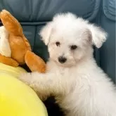 ビションフリーゼ