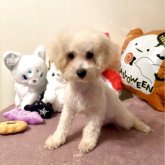 ビションプー(ビションフリーゼ×トイプードル)