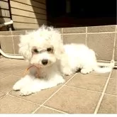 ミックス(ビションフリーゼ×ミックス)【東京都・女の子・2024年11月12日・ホワイト】の写真3