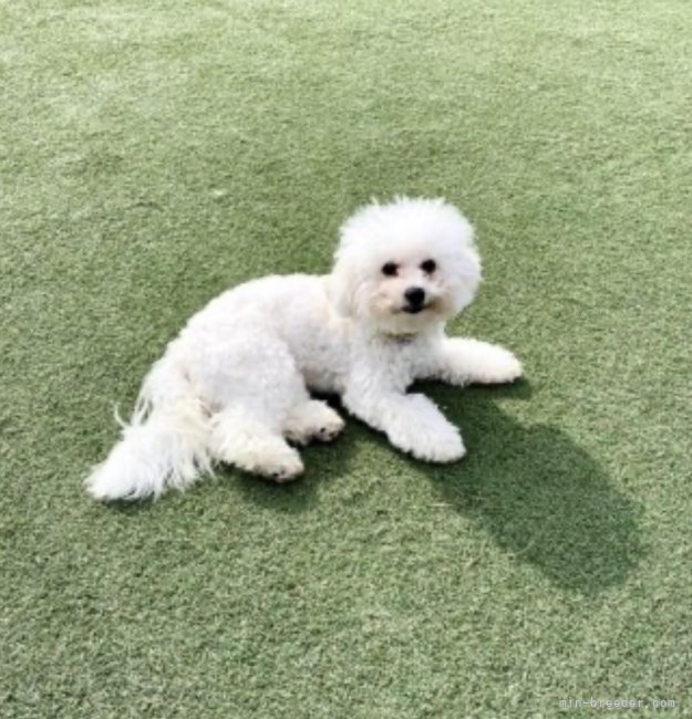 ビションフリーゼ【・女の子・2024年10月14日・ホワイト】