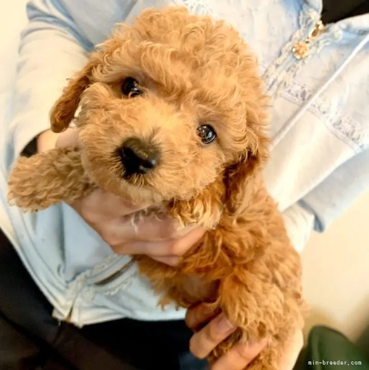 ID：2303-03589の子犬